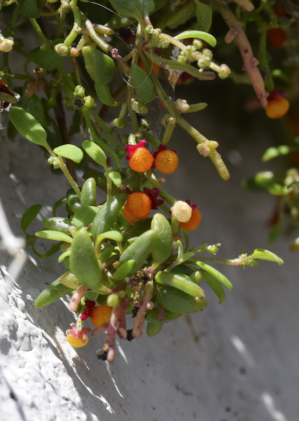 Image of Chenopodium nutans specimen.