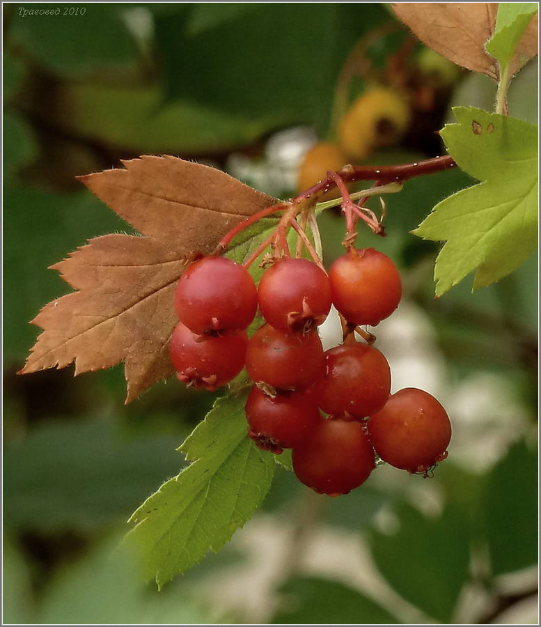 Изображение особи род Crataegus.