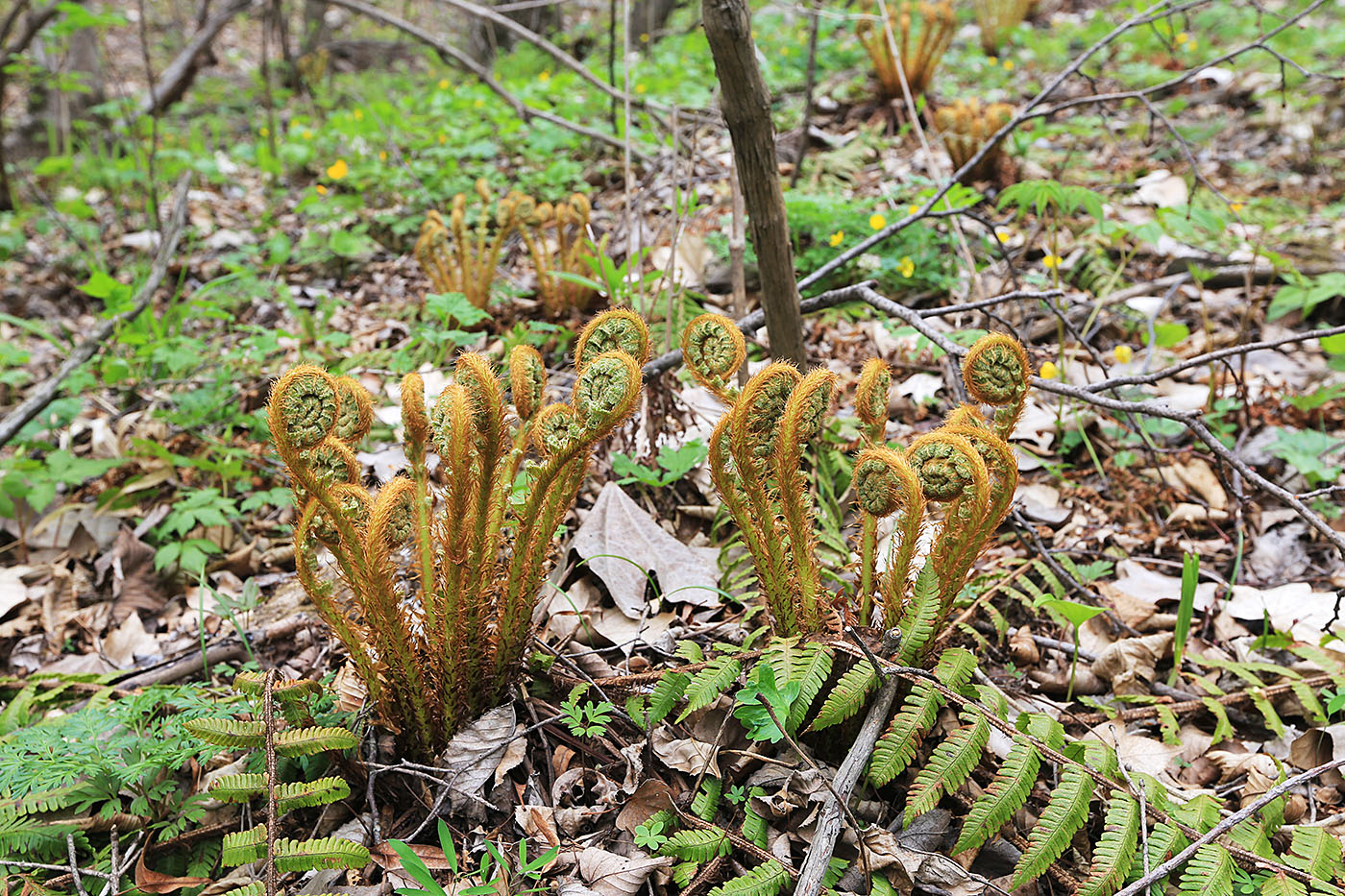Image of Dryopteris crassirhizoma specimen.