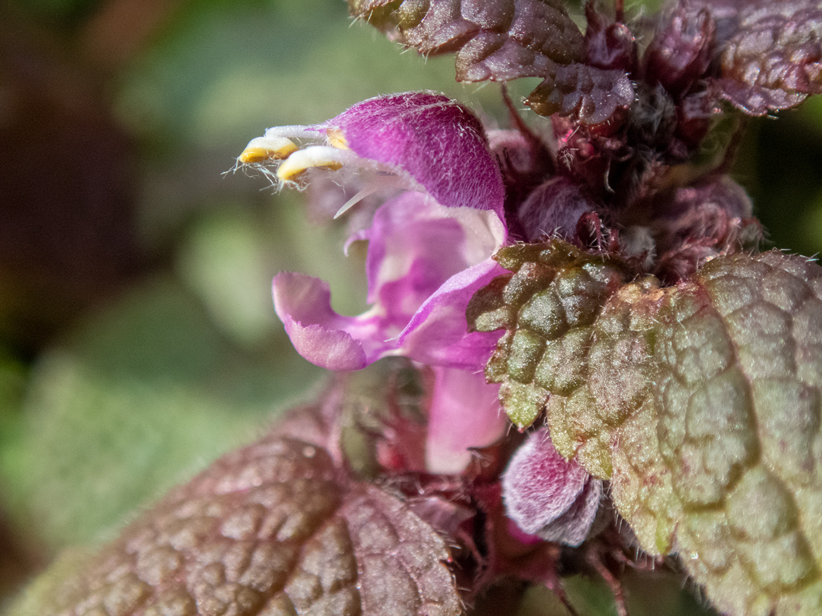 Image of Lamium maculatum specimen.