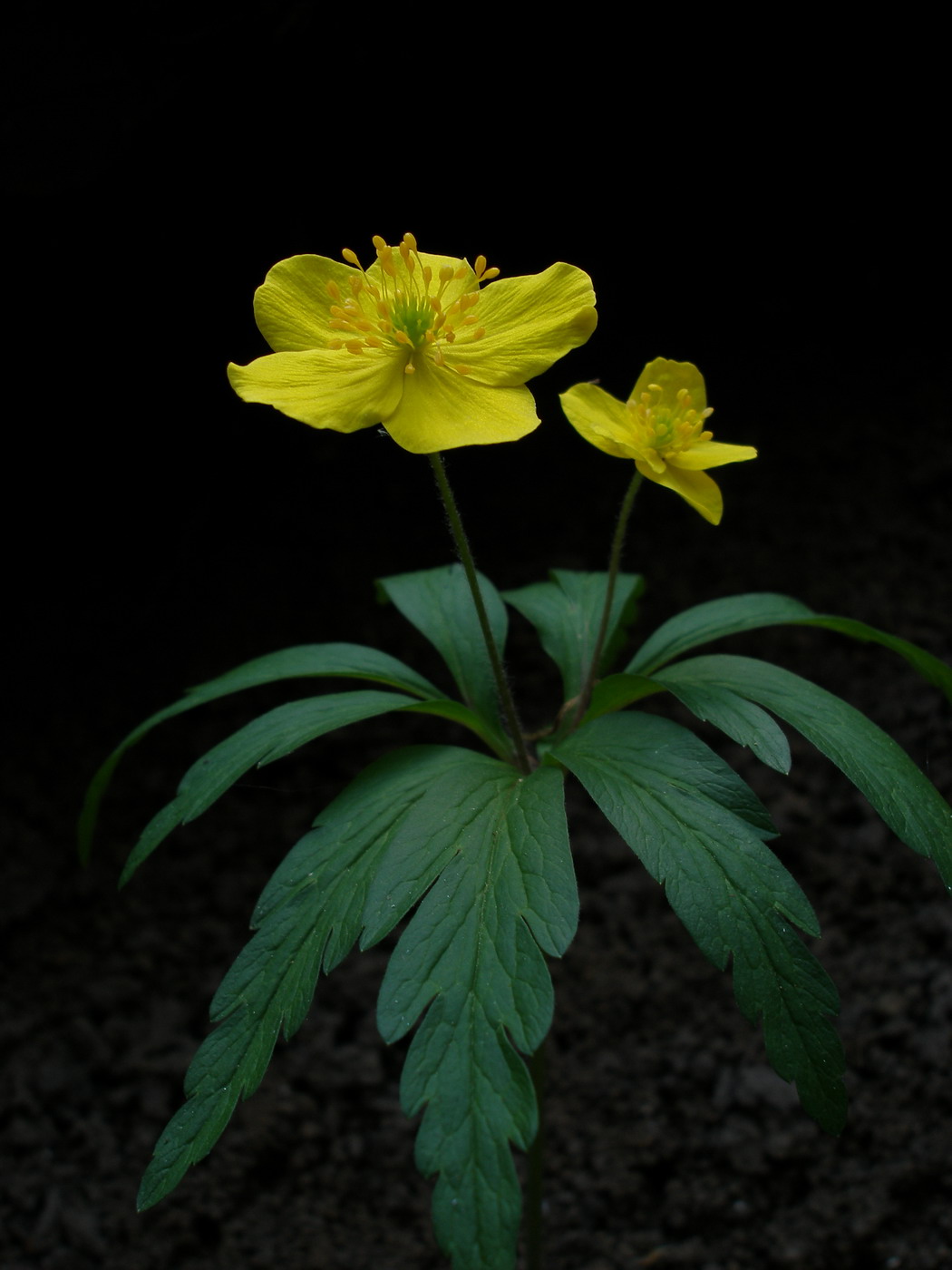 Image of Anemone ranunculoides specimen.