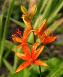 Lilium tsingtauense