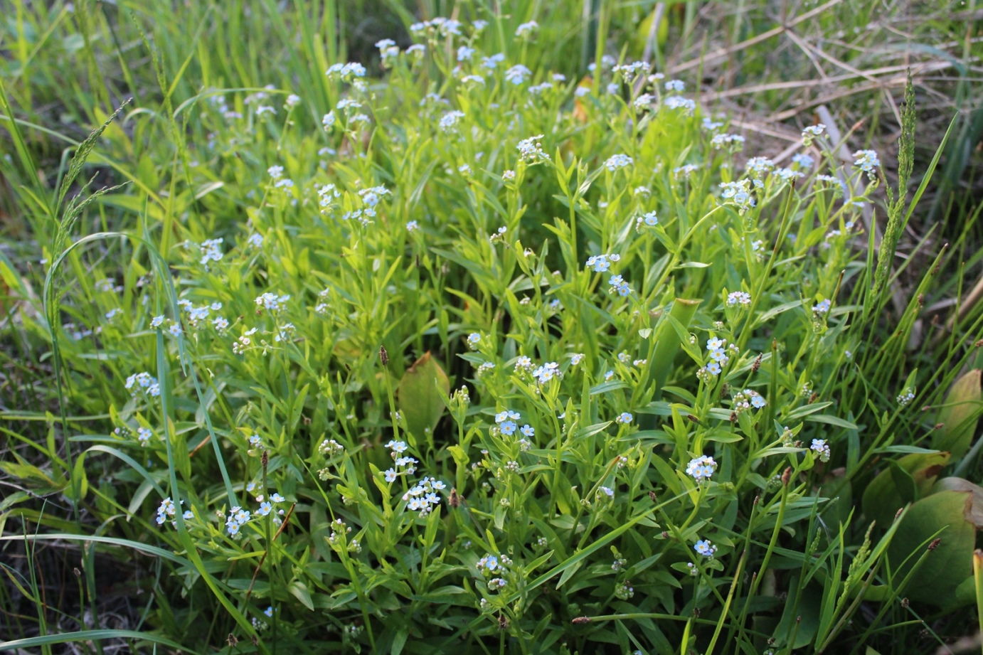 Image of Myosotis palustris specimen.