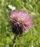 Cirsium heterophyllum