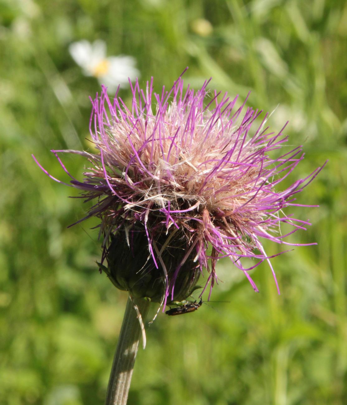 Image of Cirsium heterophyllum specimen.