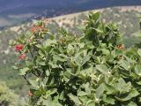 Viburnum lantana. Ветви с соплодиями. Крым, Байдарская долина, склон горы Чуваш-Кой. 24.07.2020.