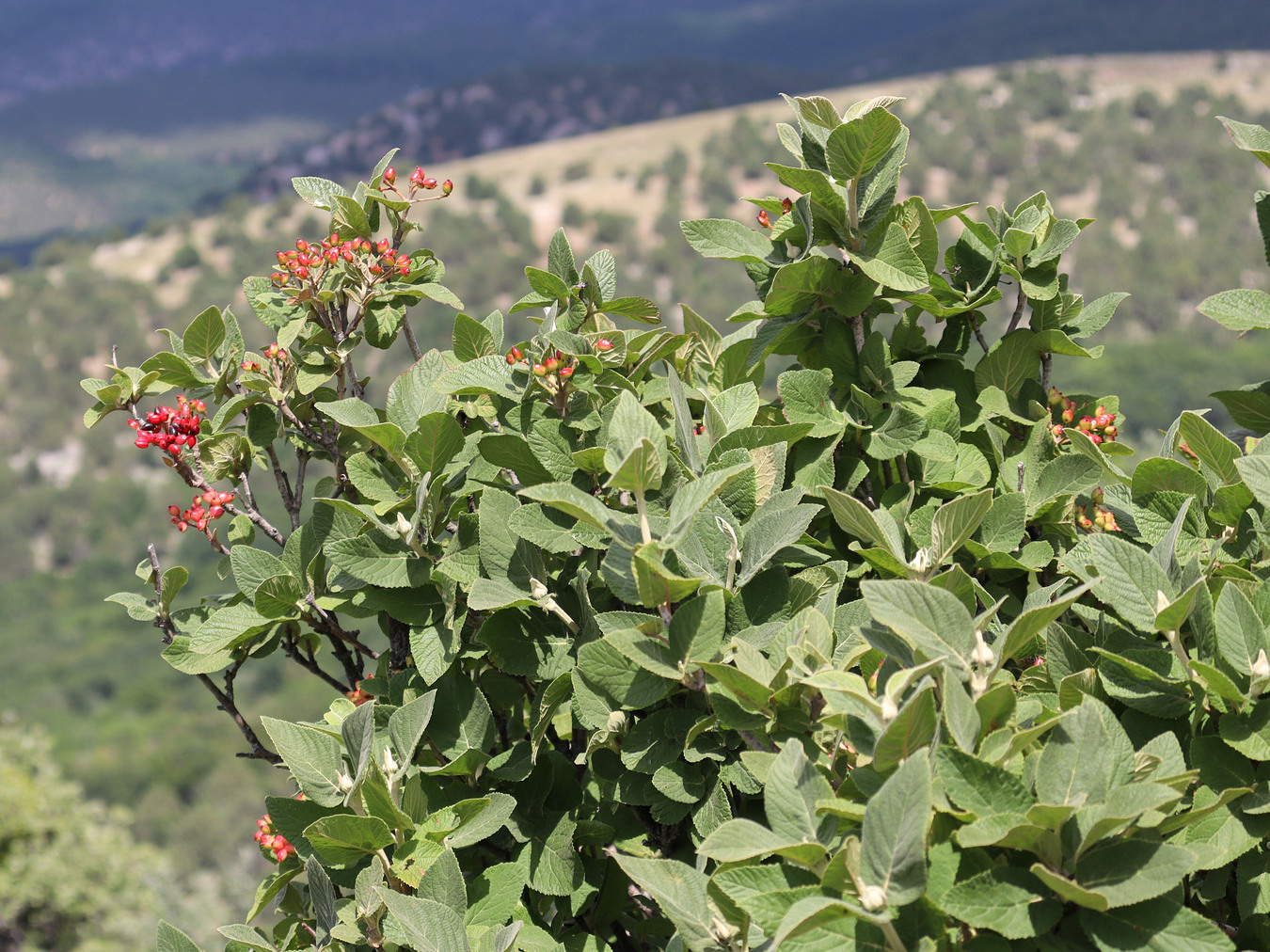 Изображение особи Viburnum lantana.