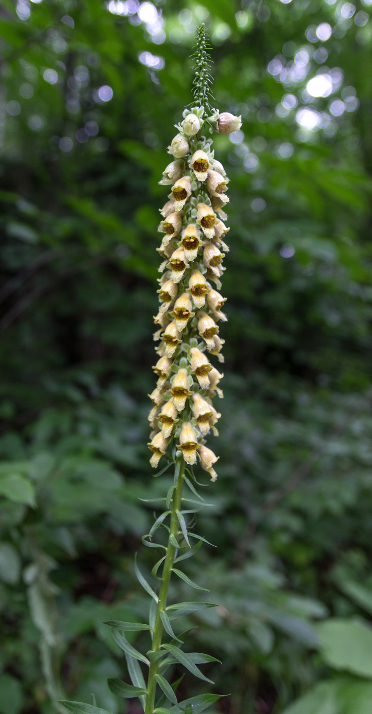 Изображение особи Digitalis schischkinii.