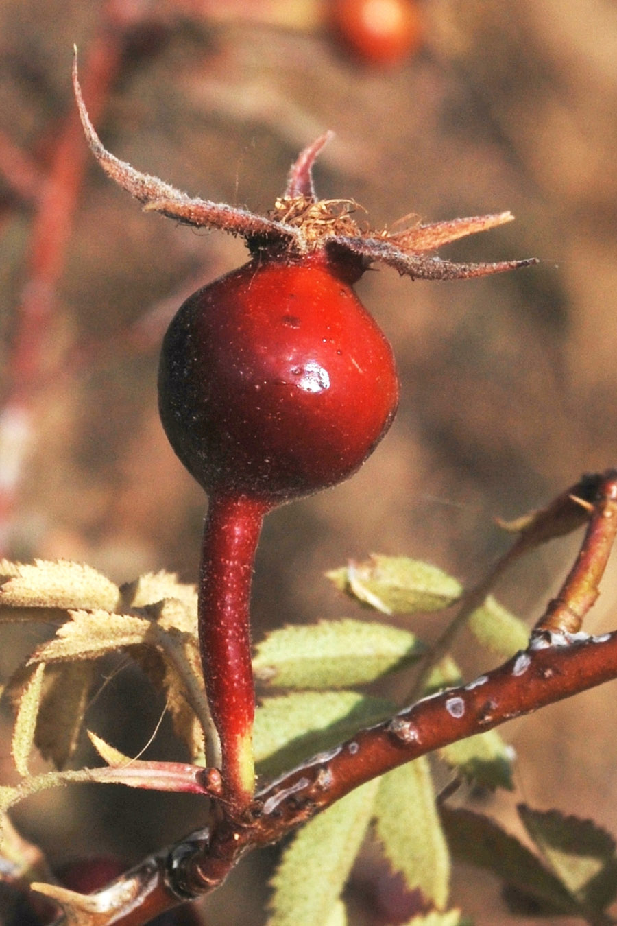 Image of Rosa kokanica specimen.