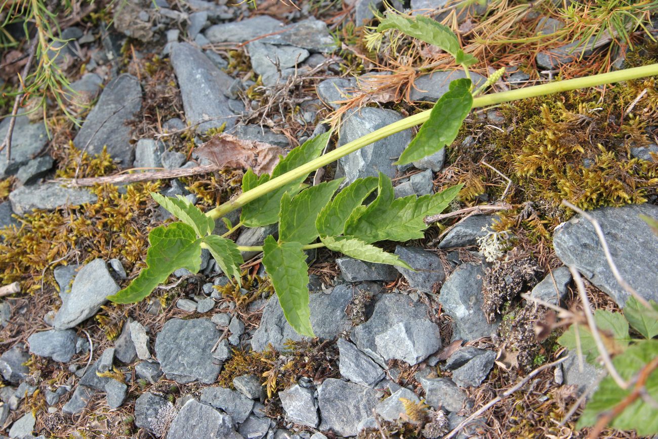 Image of Cimicifuga foetida specimen.