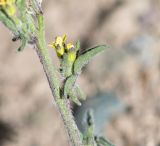 Sisymbrium officinale