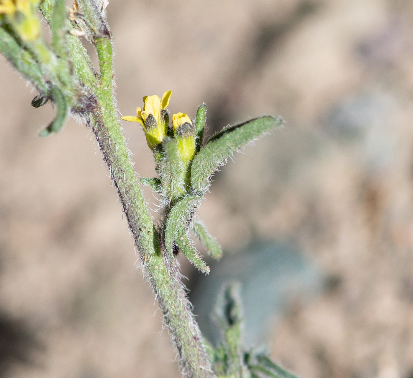 Image of Sisymbrium officinale specimen.