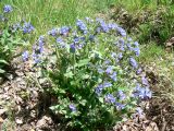 genus Pulmonaria