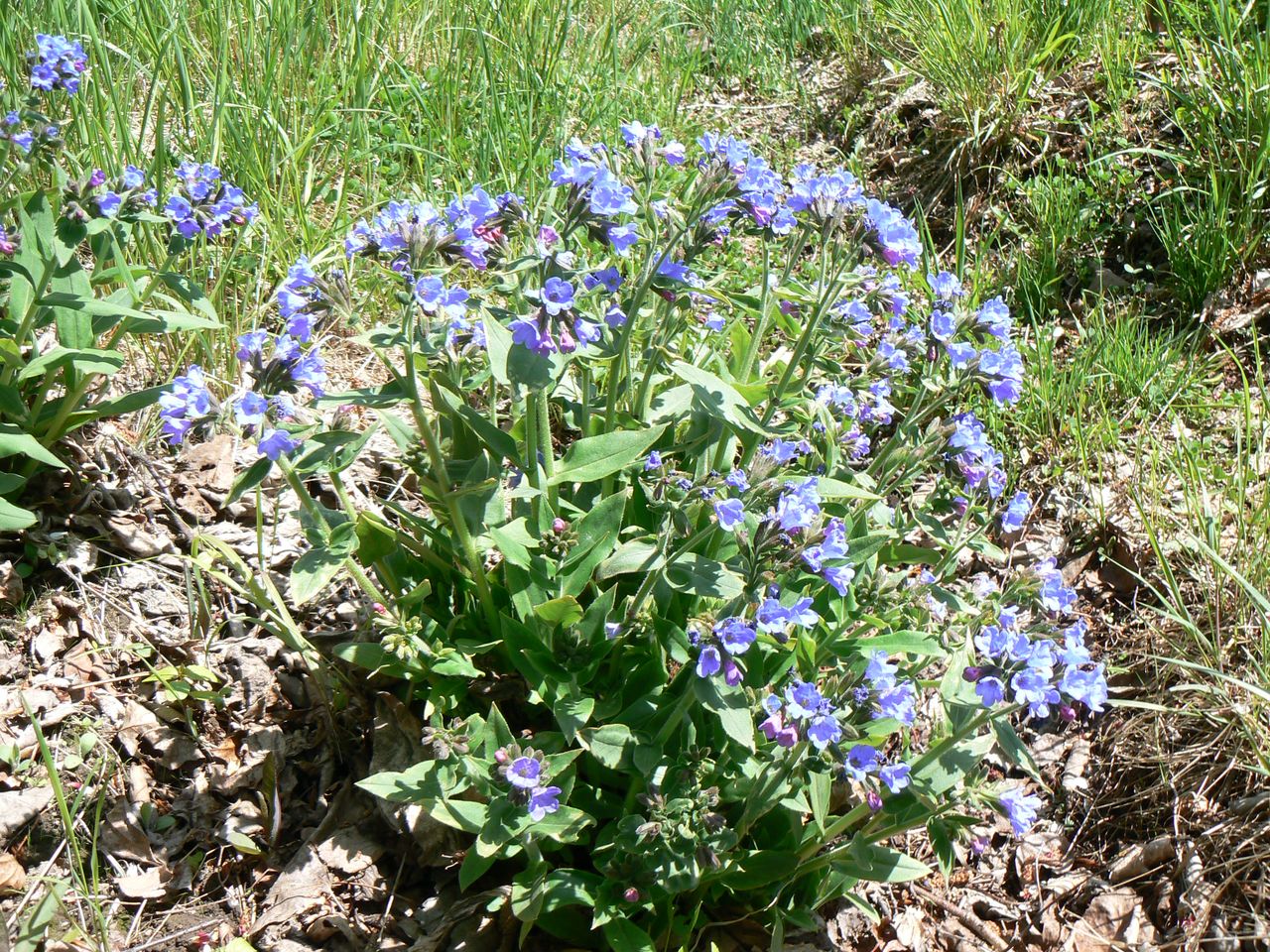Image of genus Pulmonaria specimen.