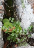 Thalictrum alpinum