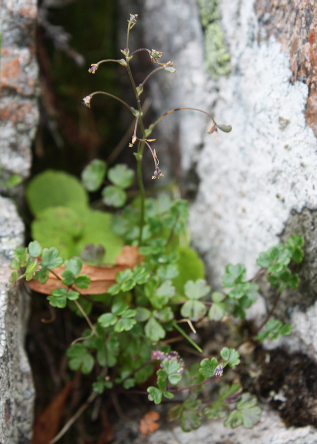 Изображение особи Thalictrum alpinum.