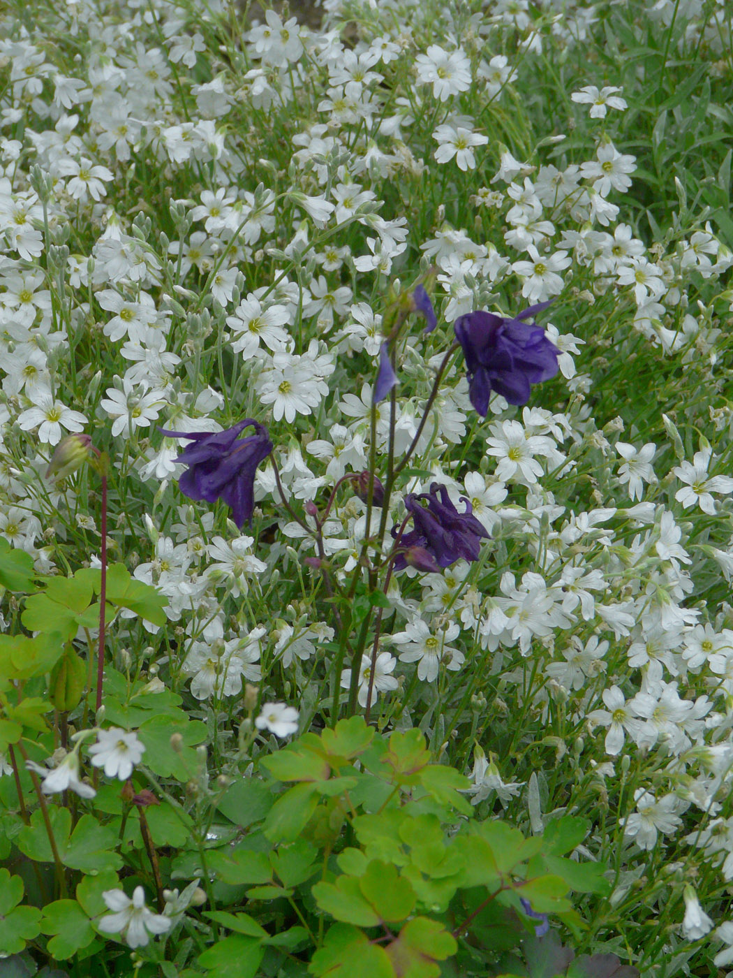 Изображение особи род Aquilegia.