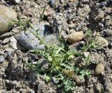 Lactuca undulata