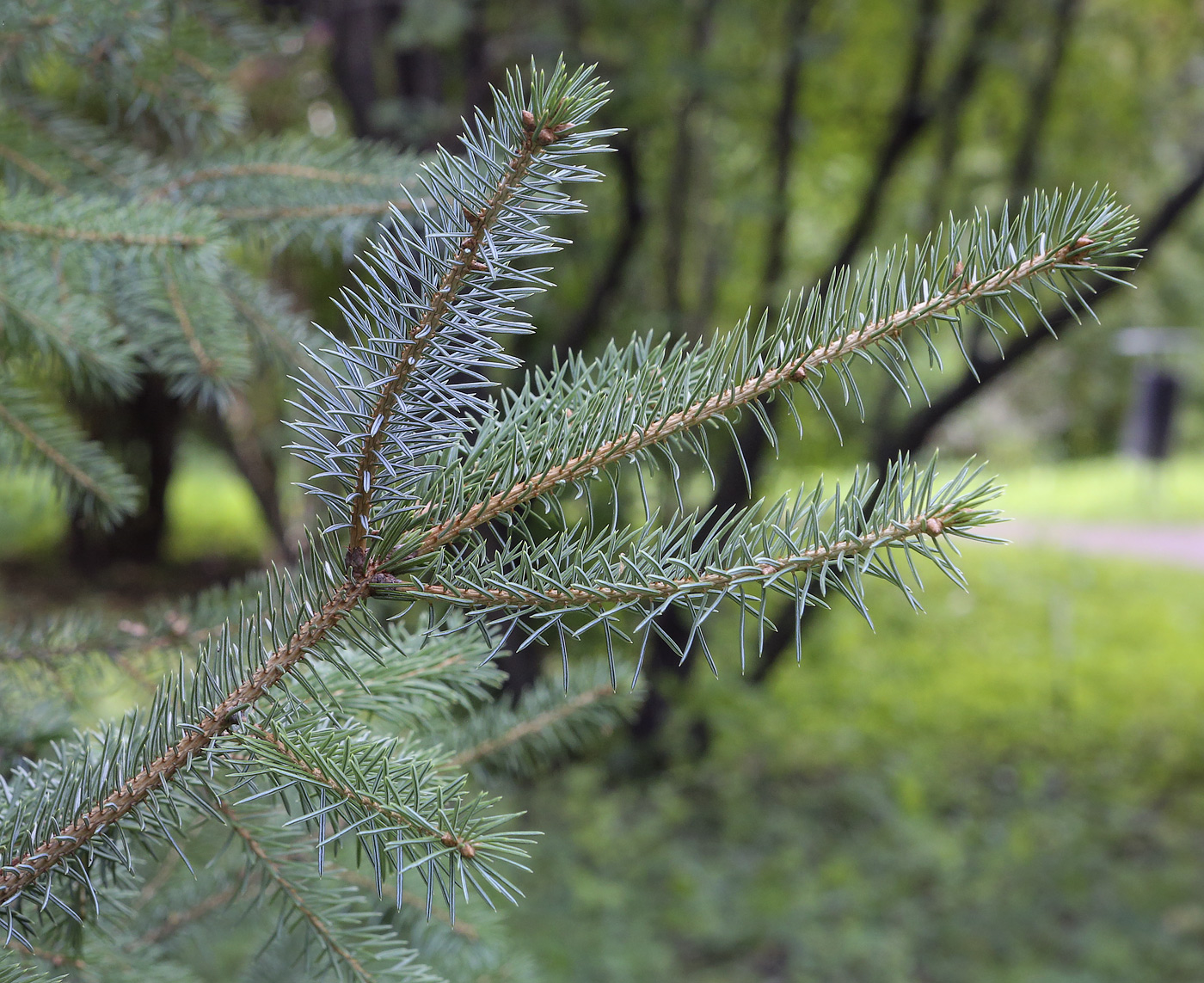 Image of Picea &times; lutzii specimen.