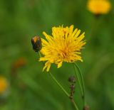 Sonchus arvensis ssp. uliginosus