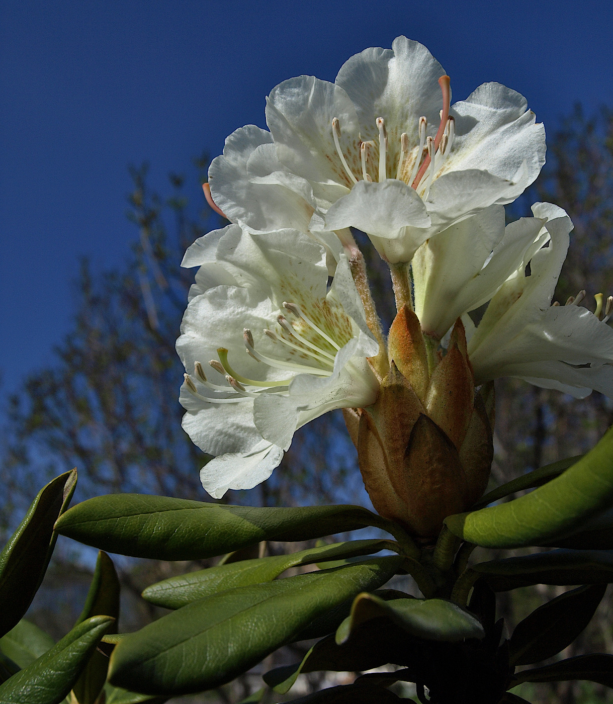 Image of Rhododendron caucasicum specimen.