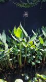 Thalia dealbata