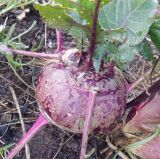 Brassica oleracea var. gongylodes