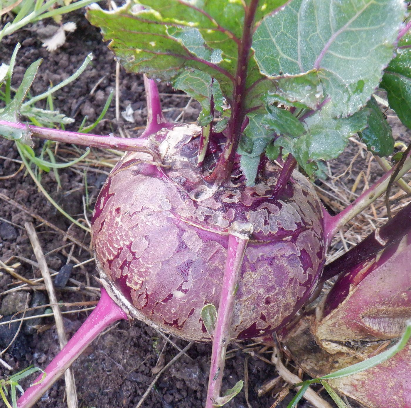 Изображение особи Brassica oleracea var. gongylodes.