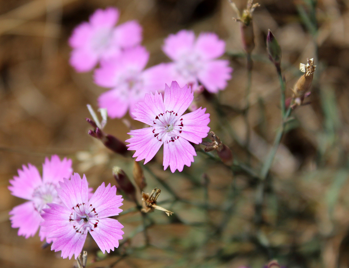 Image of genus Dianthus specimen.