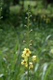 Verbascum blattaria