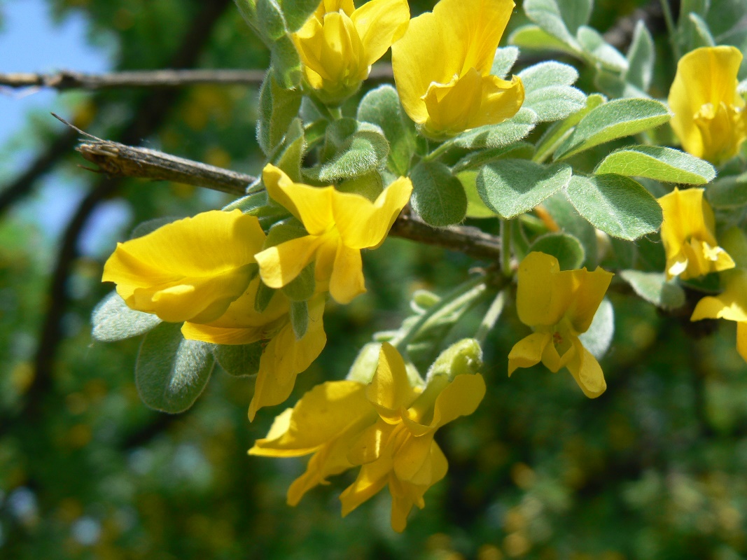 Изображение особи Caragana arborescens.