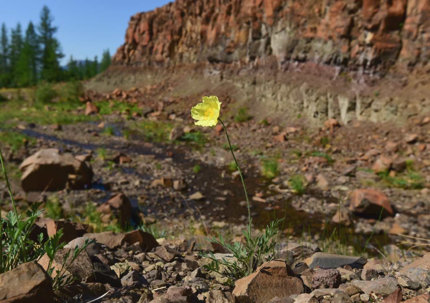 Изображение особи род Papaver.