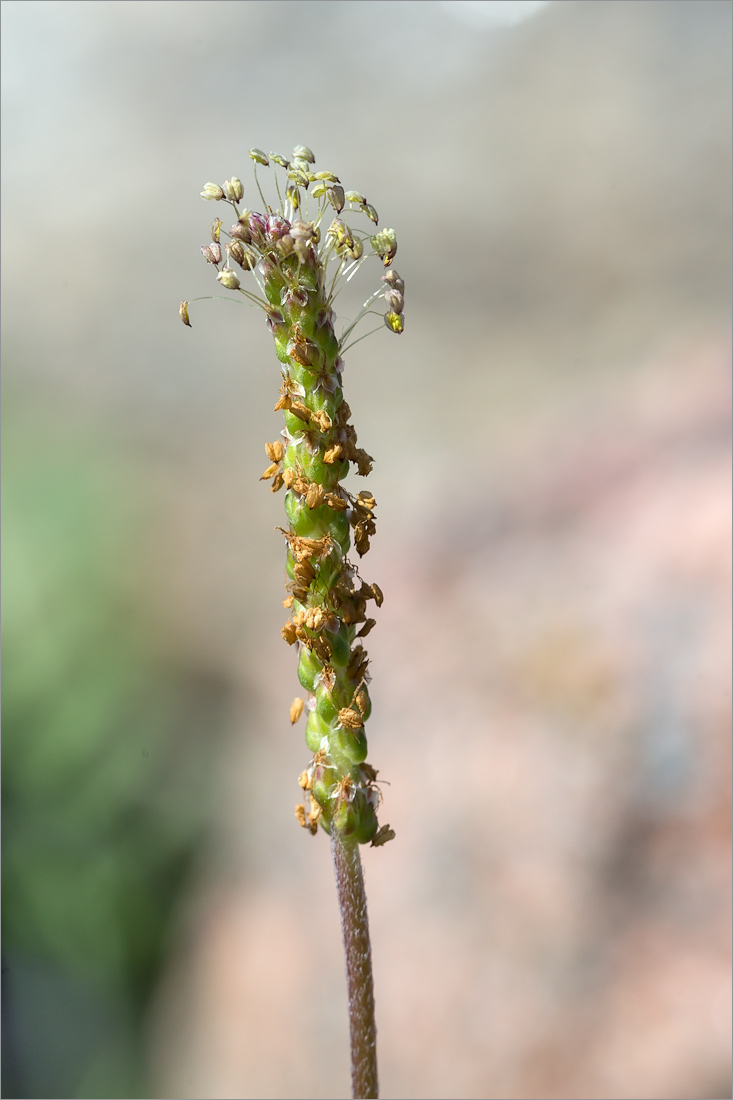 Image of Plantago maritima specimen.