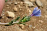 Lithodora hispidula. Верхушка побега с цветком. Греция, о. Родос, фригана севернее мыса Прасониси. 9 мая 2011 г.