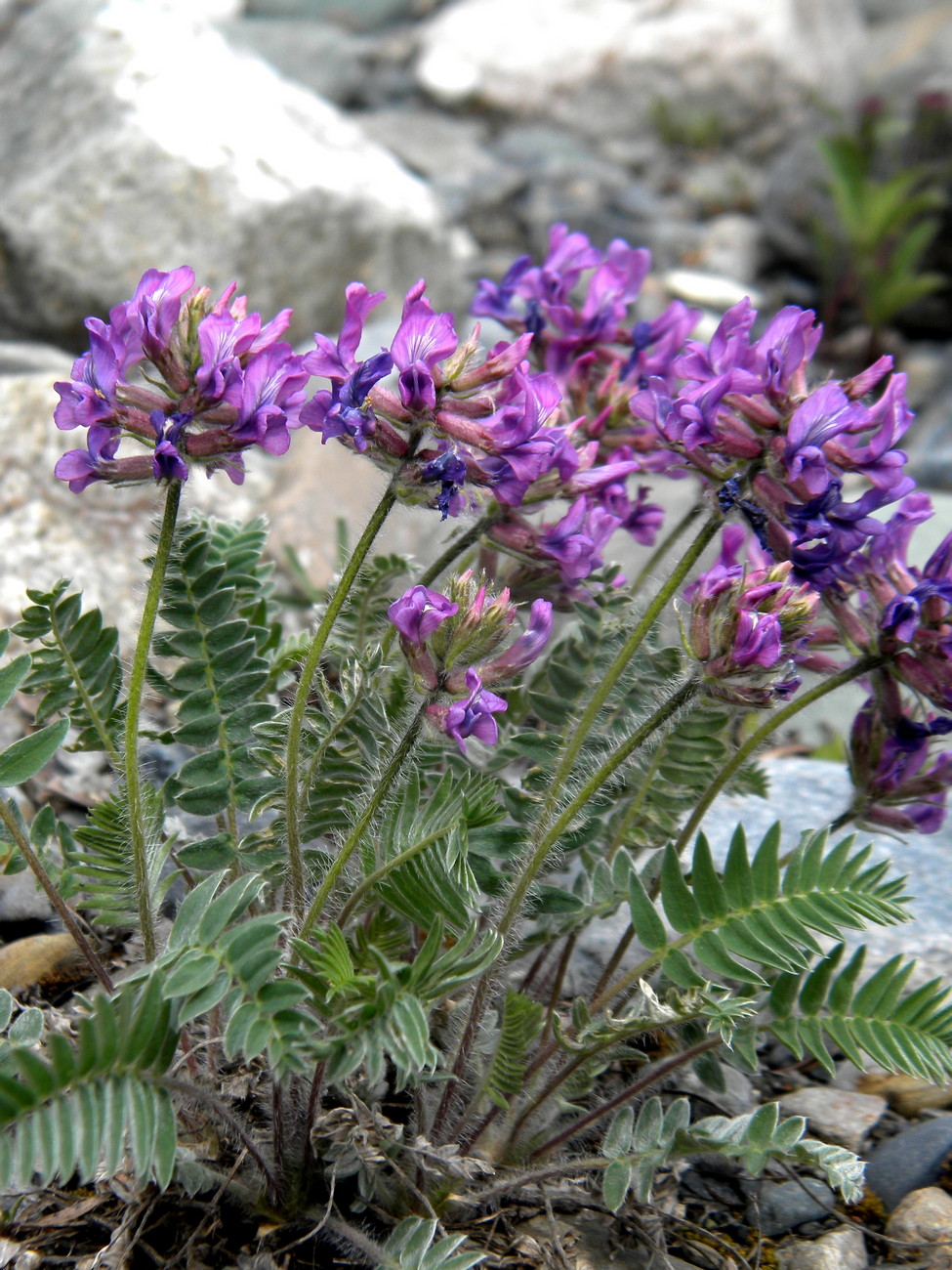 Image of Oxytropis ambigua specimen.