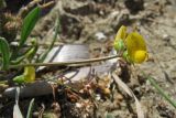 Scorpiurus muricatus. Цветонос с соцветием. Греция, о. Родос, побережье в окр. Камероса, каменисто-глинистый склон над автомобильной дорогой. 6 мая 2011 г.