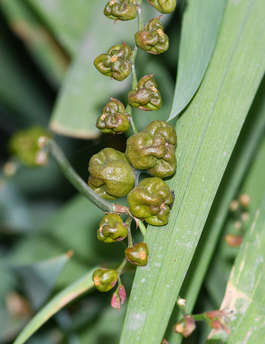 Image of Crocosmia × crocosmiiflora specimen.