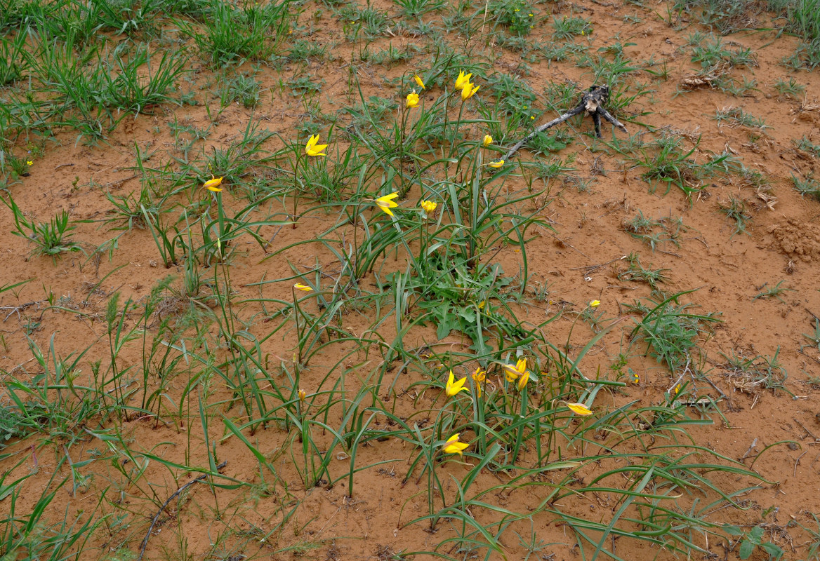 Image of Tulipa scythica specimen.