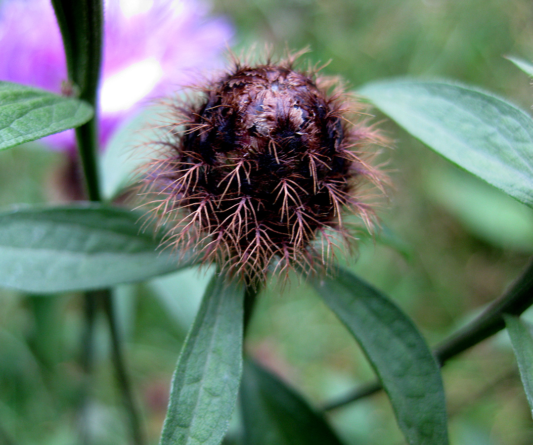 Image of Centaurea carpatica specimen.