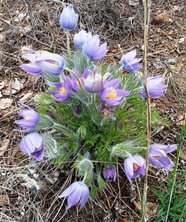 Изображение особи Pulsatilla multifida.