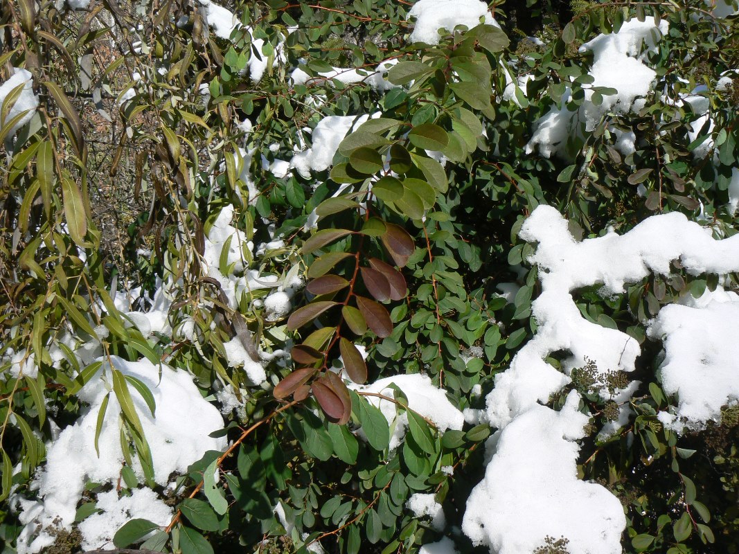 Image of Spiraea media specimen.