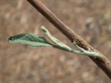 Solanum elaeagnifolium. Прикорневая часть растения с молодым побегом. Греция, Эгейское море, о. Сирос, окр. пос. Фабрика (Φάμπρικα), небрежно покошенный приусадебный участок. 16.04.2021.
