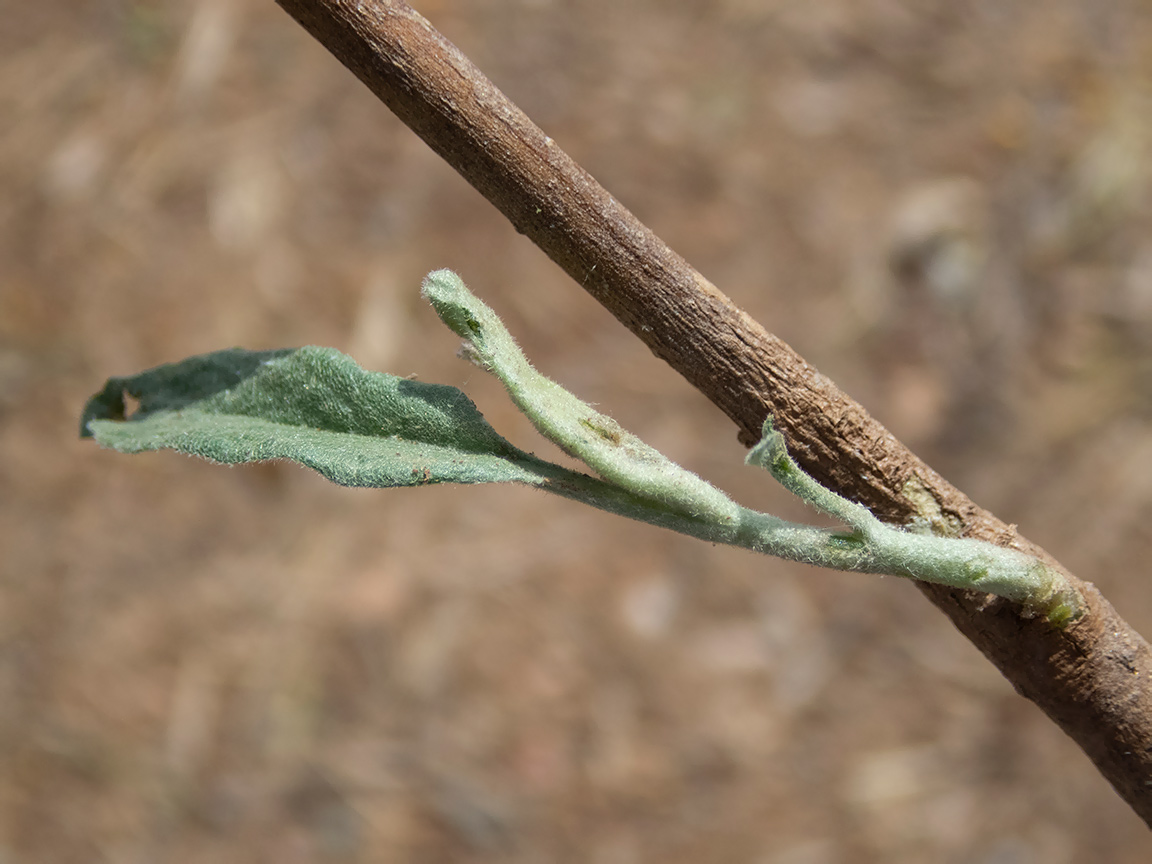 Image of Solanum elaeagnifolium specimen.