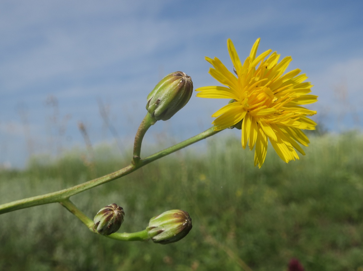 Image of Crepis pannonica specimen.