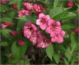 Weigela hybrida