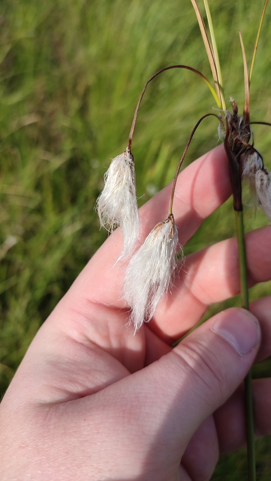 Изображение особи род Eriophorum.