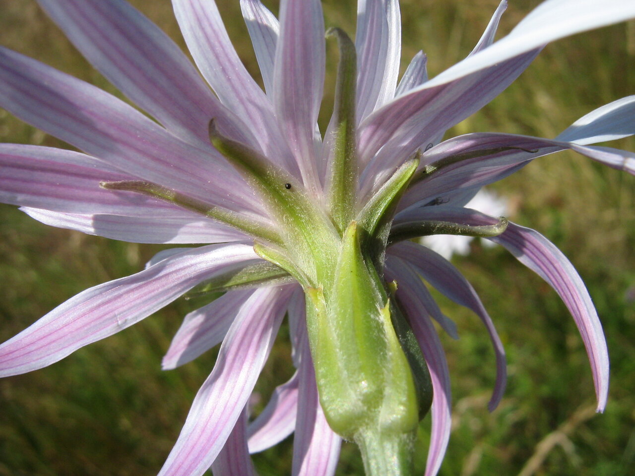 Image of Scorzonera rosea specimen.