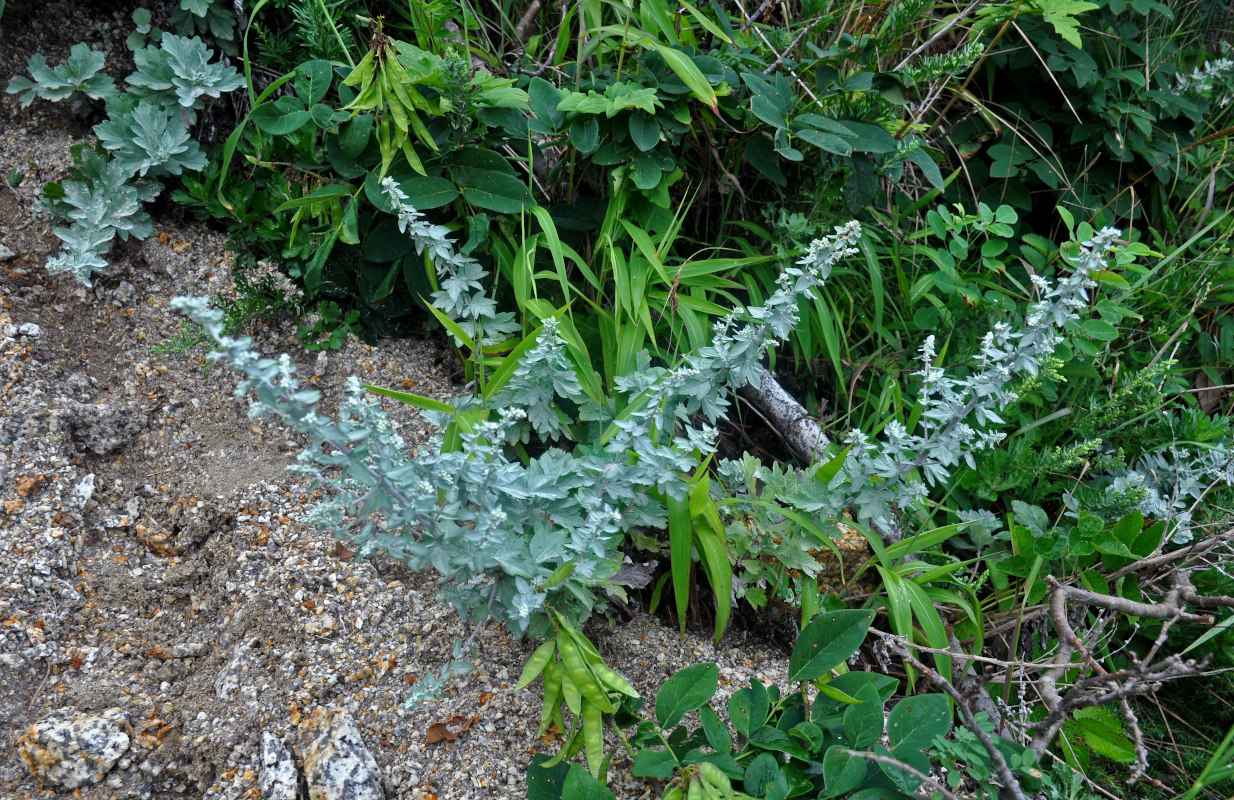 Изображение особи Artemisia saitoana.