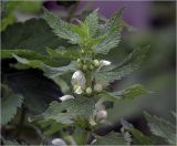 Lamium album