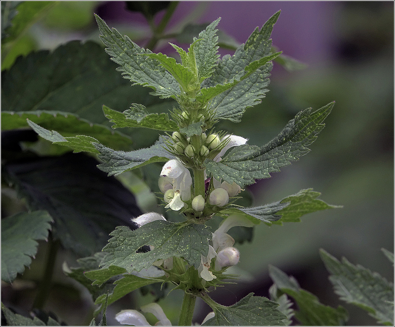 Image of Lamium album specimen.